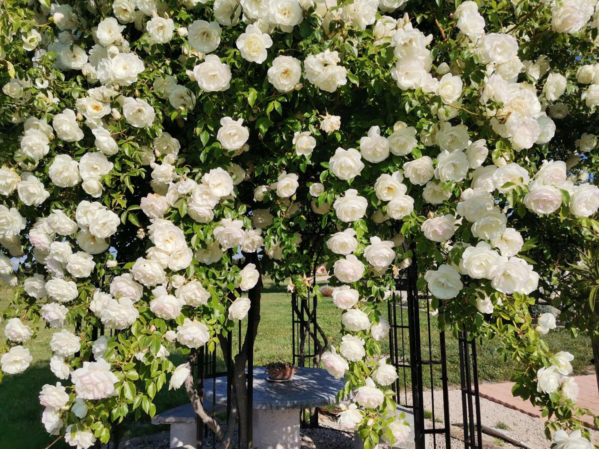 Gite En Provence "Rose" Modene Екстериор снимка
